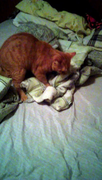 My crazy cat