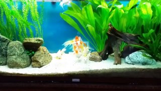 Ryukin Goldfish Babies are growing - Tank 1