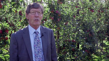 Biggest Crop of English Apples for 20 years
