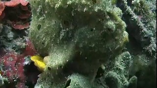 Frogfish with baby
