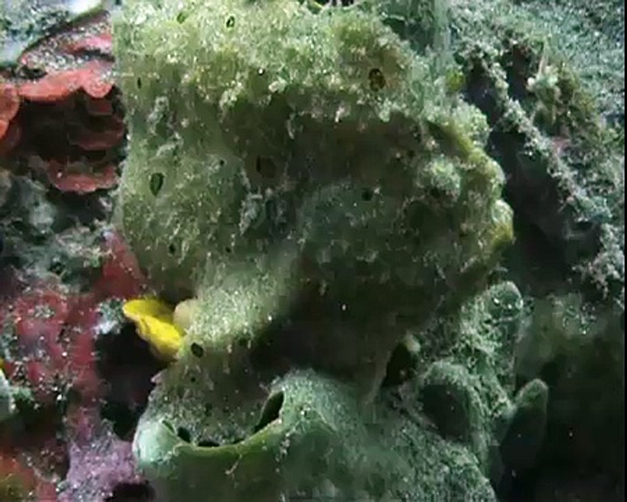 Frogfish with baby