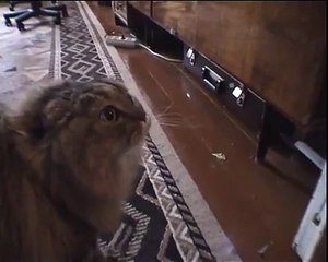 You wont believe your ears when you hear this Cat!