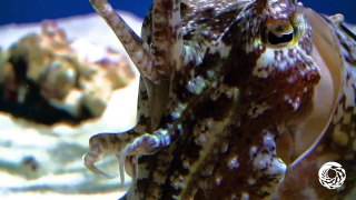 A Cuttlefish the Size of a Football