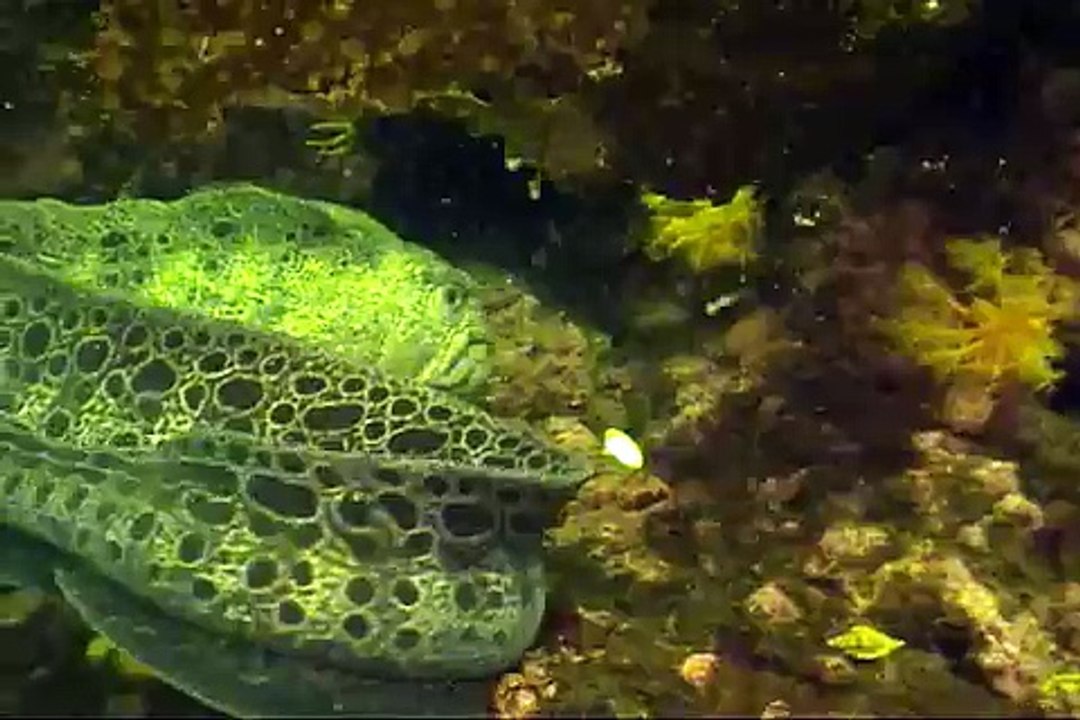 Wolf Eels Fighting