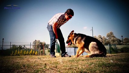 hayvanlar bir kap ekmek bir kap su-HD