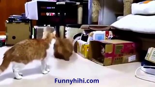Funny Cats Compilation Funny videos 2015 Funny animals