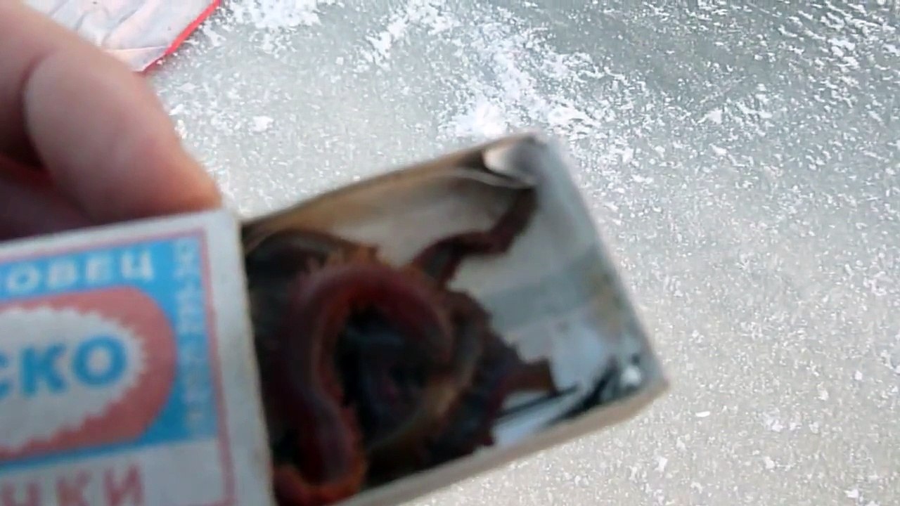 корюшка   Белое море