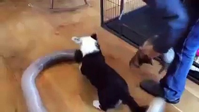 zakkun ve köpegin süper oyunu komik