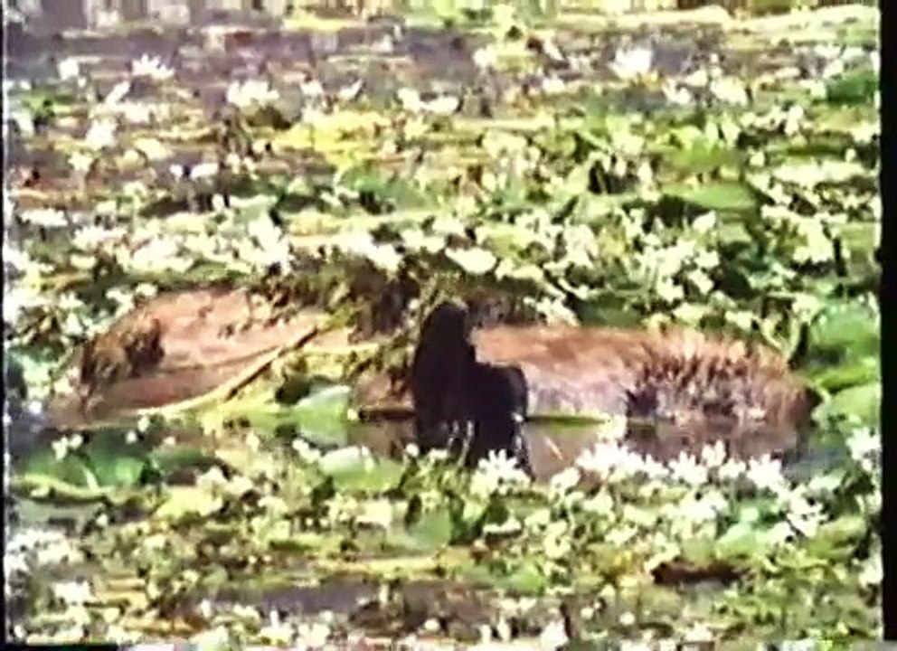 Tiger vs Deer vs Croc