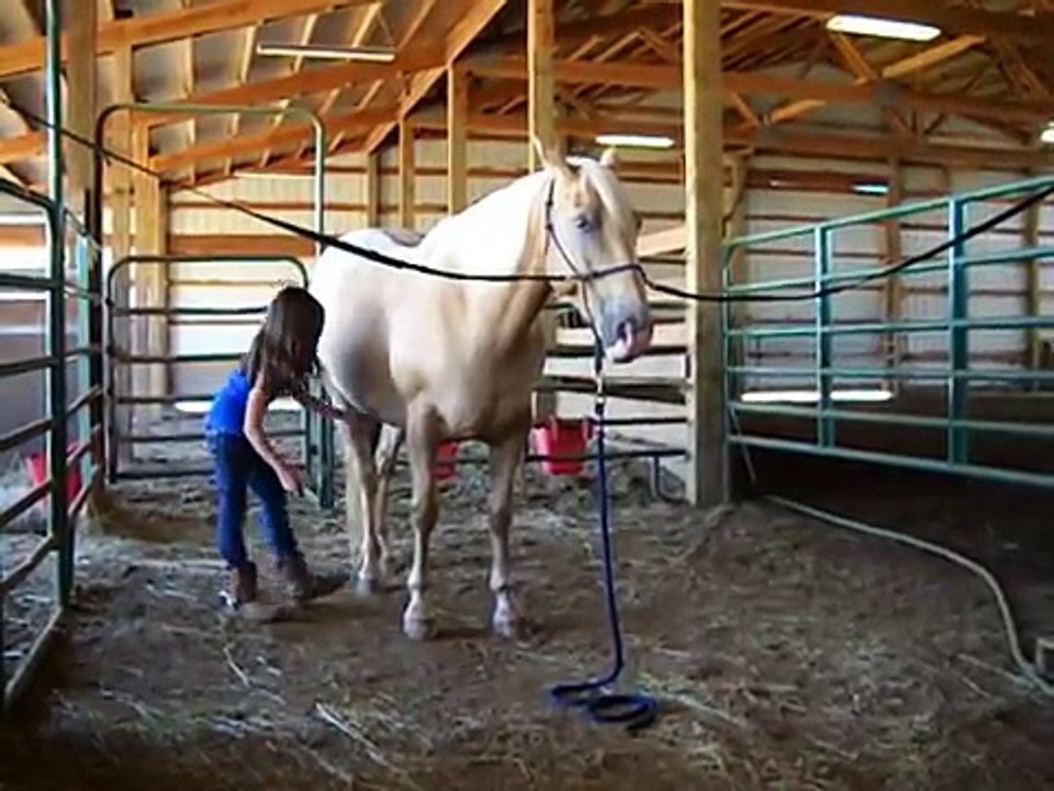 Dillon - Manners - Safe  Kid Horse