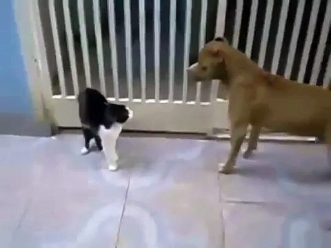 Fighting sith cat vs dog Lightsaber battle