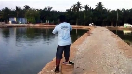 FishingSifu com Video 77 8 Kanicen Nix Fighting GT with UL 1lb