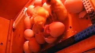 Chicks Hatching #8