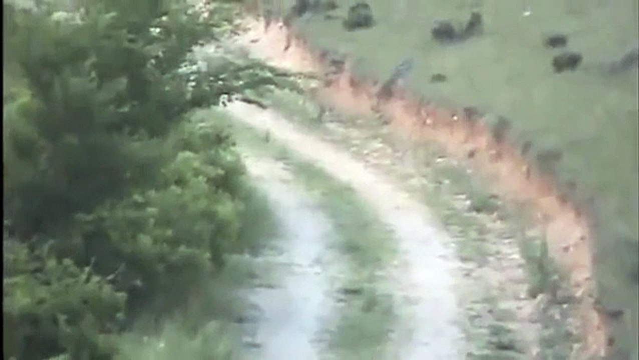 Κρητικός Ιχνηλάτης Πιάνει Λαγό Μέρος 1