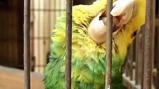 Unique Parrot Collection in Pakistan