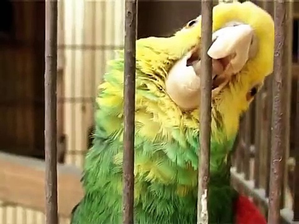 Unique Parrot Collection in Pakistan