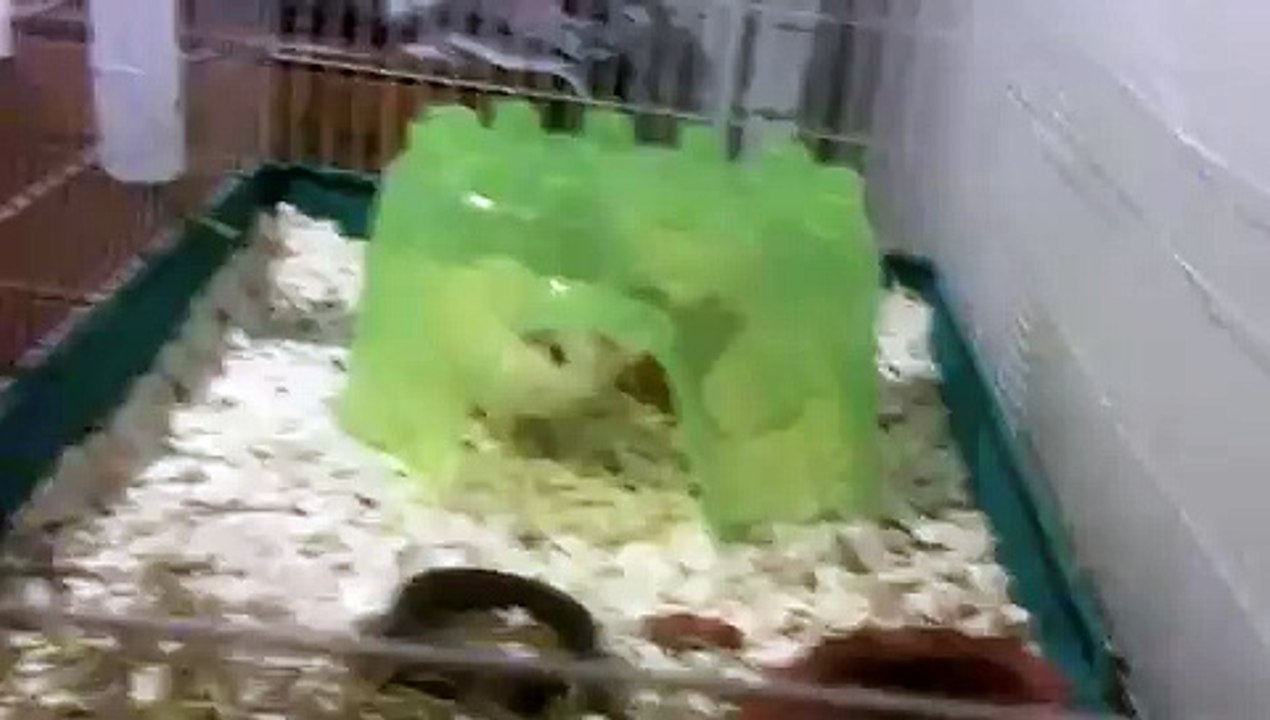 the three little guinea pigs