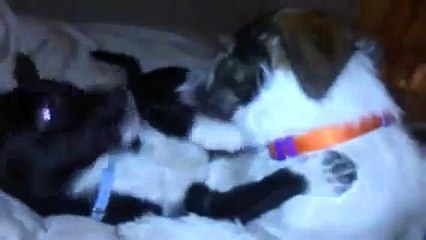 Crazy puppies for adoption ( Shanghai)