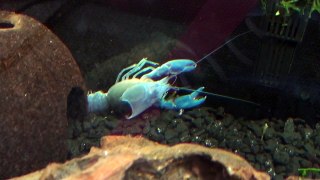 Cherax destructor Full Moult HD