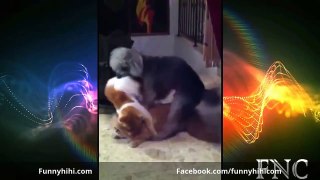 Funny Cats Videos 2015 Funny Cat Funny Animals Funny Cats Compilation