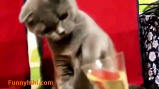 Funny Cats Funny Cat Videos Funny Cat Compilation Funny Animals 2015