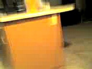 Cat playing fetch
