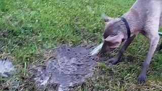 Muddy Dog