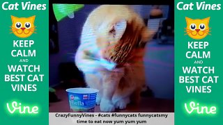 Best Funny Cat Vines Compilation 2015 #3