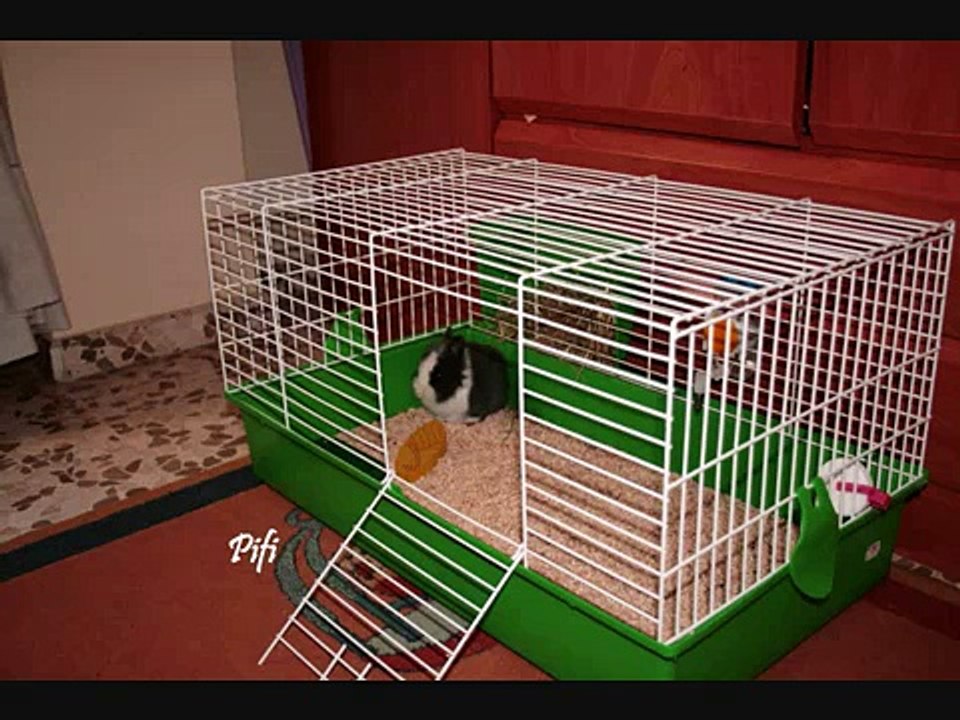 Piti: el nuevo miembro de la familia