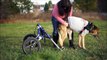 How to place your pet into the Walkin' Wheels Dog Wheelchair