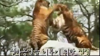 TV Documentary - Who wins. Tiger vs Lion