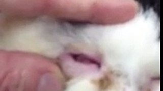 Botox for Cats, Feline Entropion
