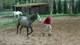 Beautiful Andalusian Horse in Liberty - Natural Horsemanship by Lluis Pell from Spain