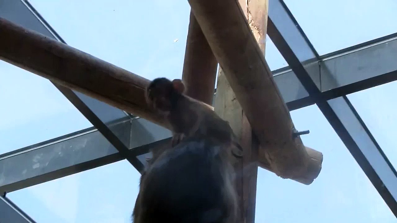 Cutest Monkey Ever!!!!