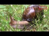 Afrykański ślimak gigant.avi