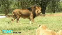 Lion attack  American tourist mauled to death at South African safari park   TomoNews