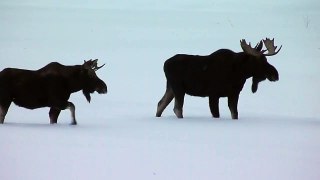 Elche in Yellowstone