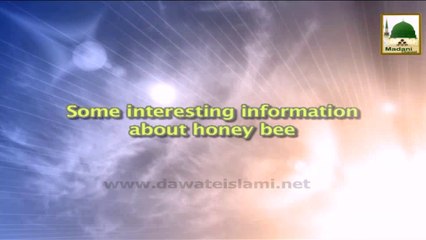 Some Interesting Information About Honey Bee - Short Speech