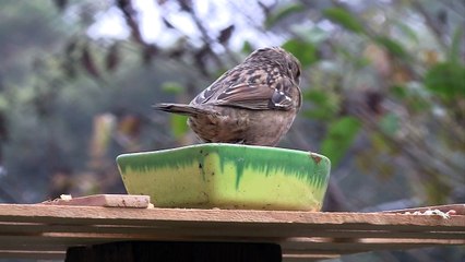 Video for cats: Birds eating seed