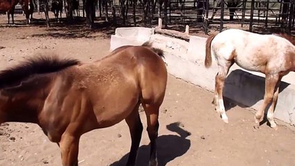 RANCHOLAROSA. POTRANCAS BAYA LOBA Y ROSILLA APPALOOSA.