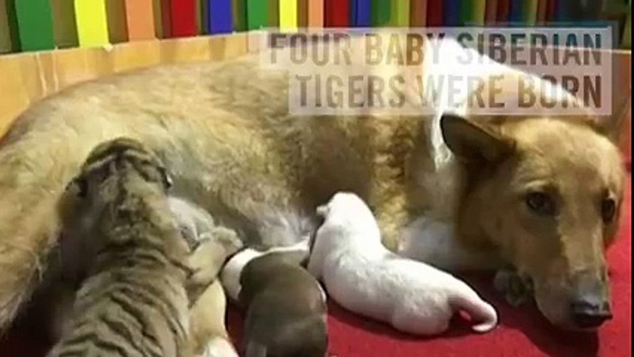 4 Lions born in Siabaria