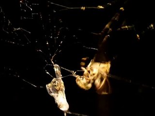 Freaky Spider Catching Bugs