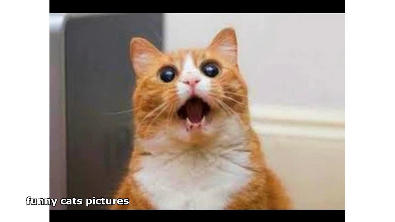 funny cats pictures