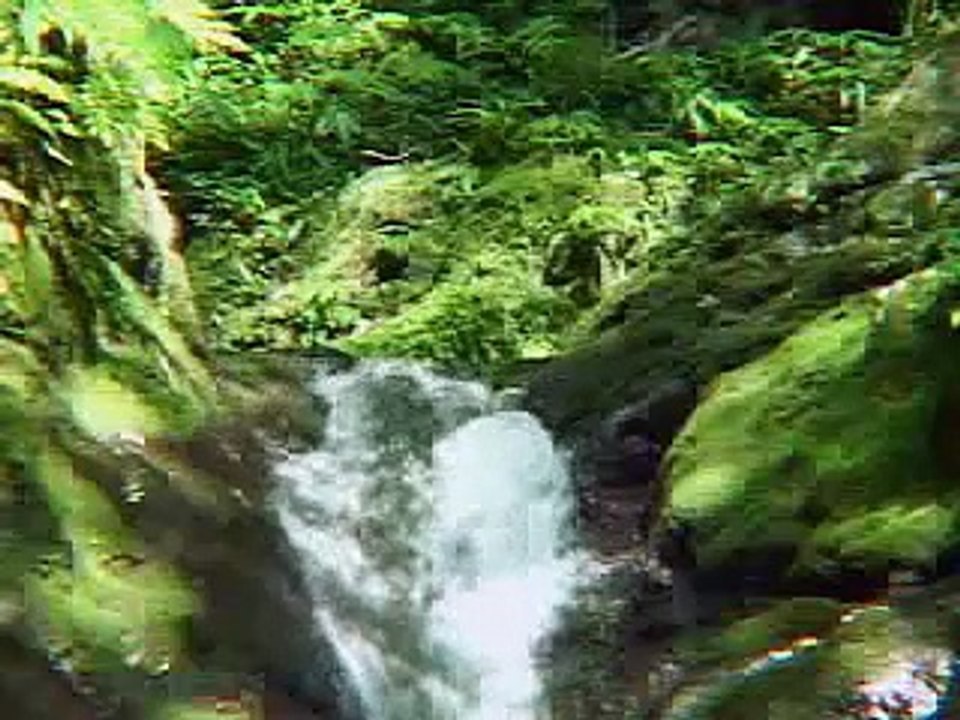 奄美自然劇場＊いきもの映像図鑑