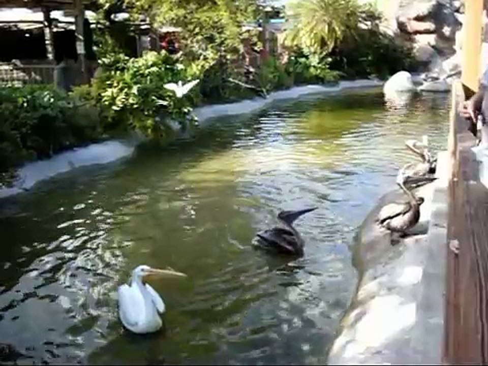 Everybody Loves the Zoo