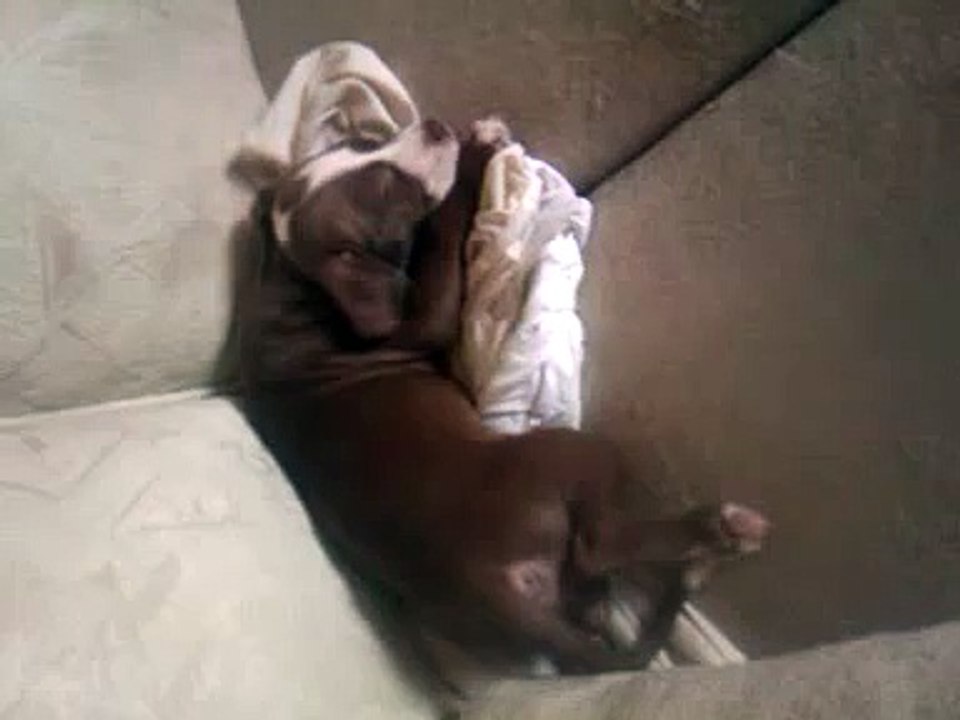 Puppy - Twerking while sleeping