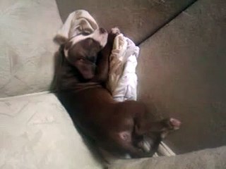 Puppy - Twerking while sleeping