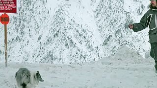 Blue Merle Sheltie playing in the snow