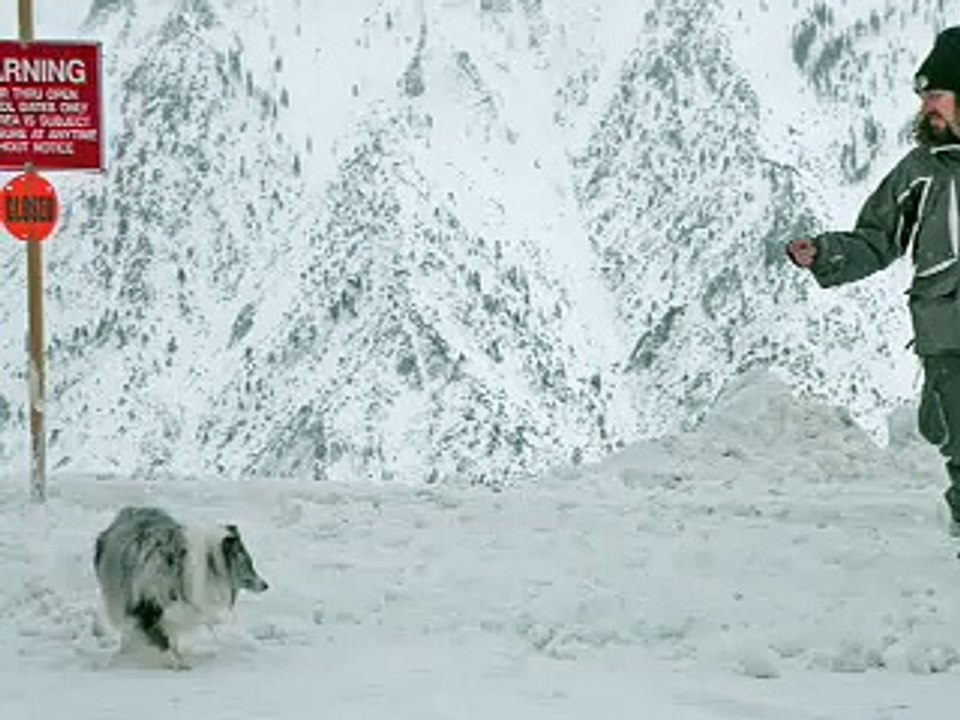 Blue Merle Sheltie playing in the snow