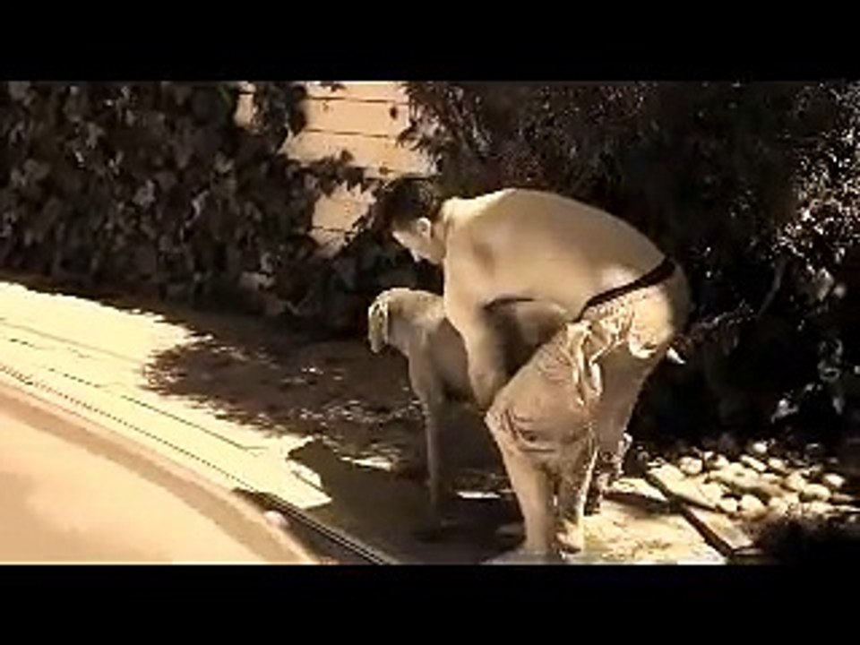 Riley my Weimaraner and best friend R.I.P.